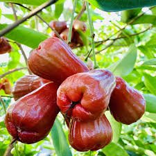 Mận Tiên Phước