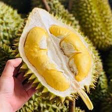 Sầu riêng Ri 6