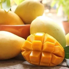 Xoài cát Hoà Lộc
